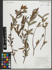 Foto von Salix salviifolia Brot.